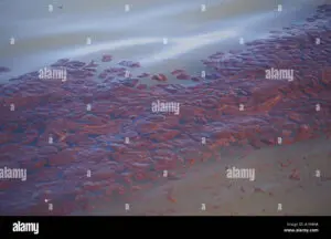 The Sea Empress Oil Spill: Lessons Learned and Environmental Impact