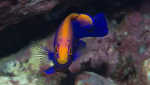 Exploring the Unique Island of St Helena