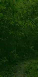 Discovering Twycross Zoo: A Hub for Conservation and Wildlife