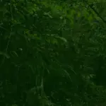 Explore the Wonders of Twycross Zoo