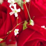 Valentine’s Day 2024: Celebrations and Trends