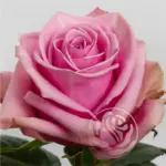 Scandal: Curchorem Police Act in Response to Outrage