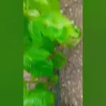 खेत: School Van Accident in Field Claims One Child’s Life