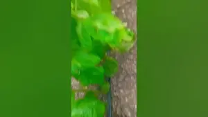 खेत — IN news