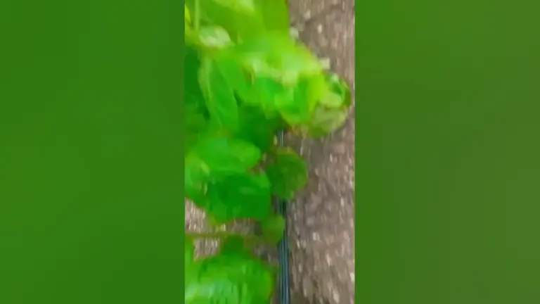 खेत: School Van Accident in Field Claims One Child’s Life