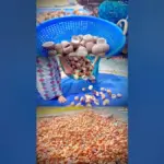 വെളിച്ചെണ്ണ: Coconut Prices Plummet Amid Market Manipulation in Kerala