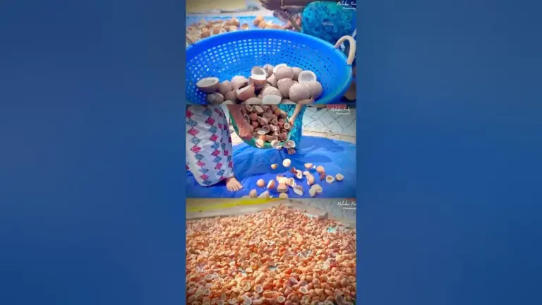 വെളിച്ചെണ്ണ: Coconut Prices Plummet Amid Market Manipulation in Kerala