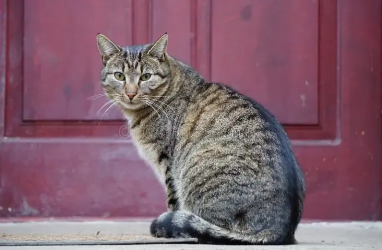 Cat gatekeeper extension